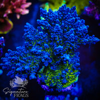 Electric Miyagi Acropora Coral
