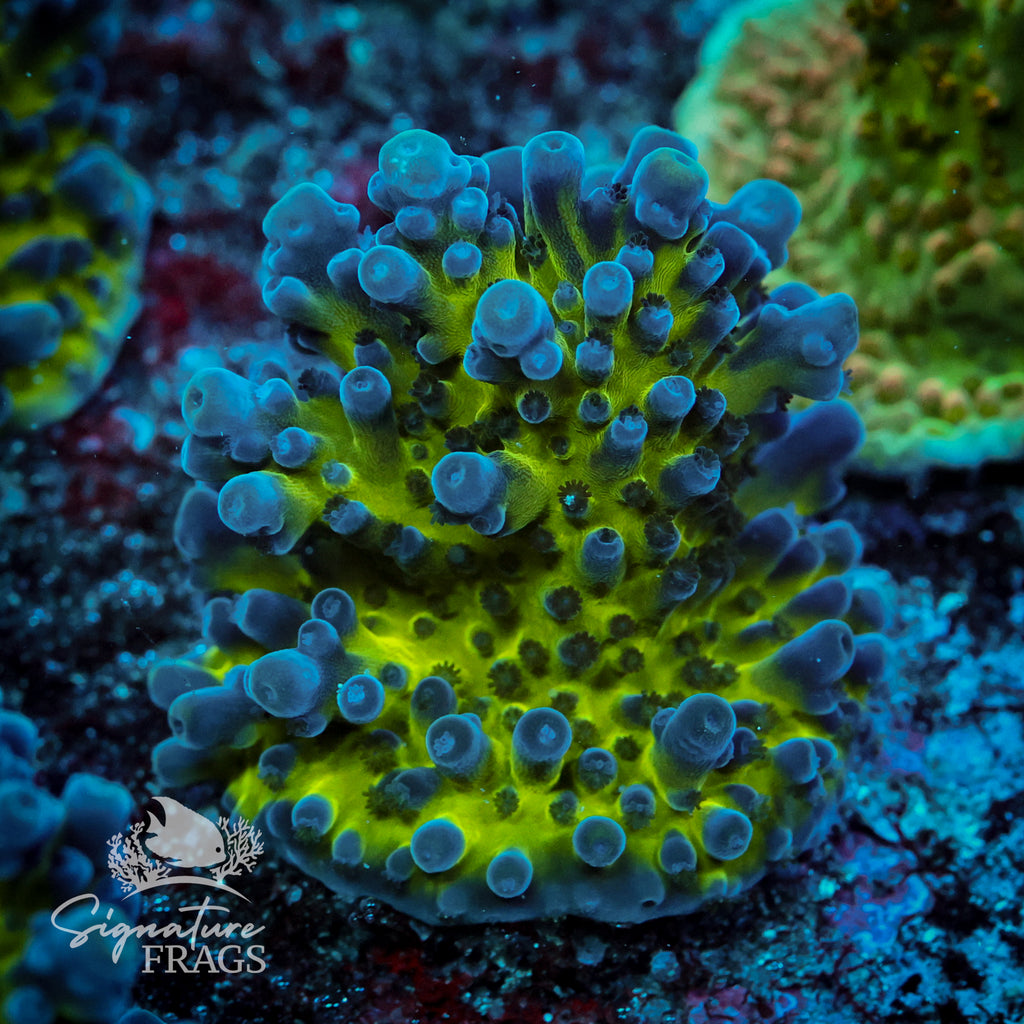 Electric Miyagi Acropora WYSIWYG frag 1