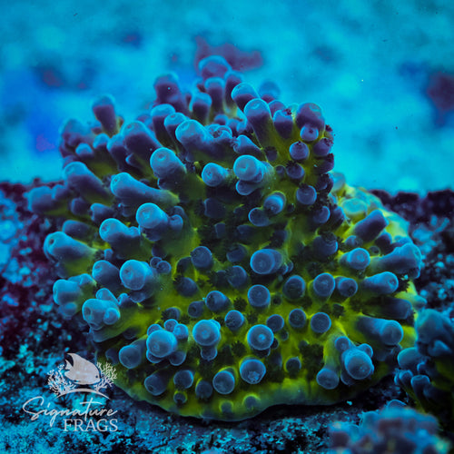 Electric Miyagi Acropora WYSIWYG frag 2