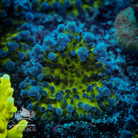 Frag 5