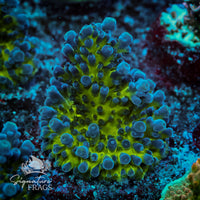 Frag 6