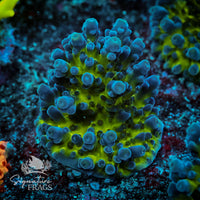 Frag 7