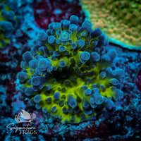 Frag 9