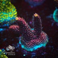 Frag 1