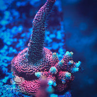 Frag 10