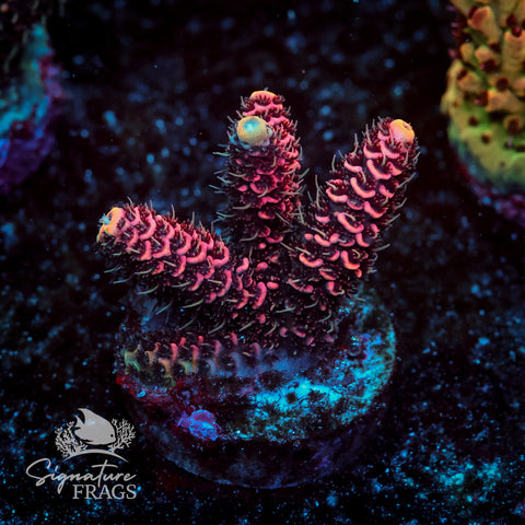 Electric Pink Milli Acropora WYSIWYG frag 1
