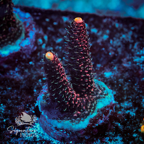 Electric Pink Milli Acropora WYSIWYG frag 2