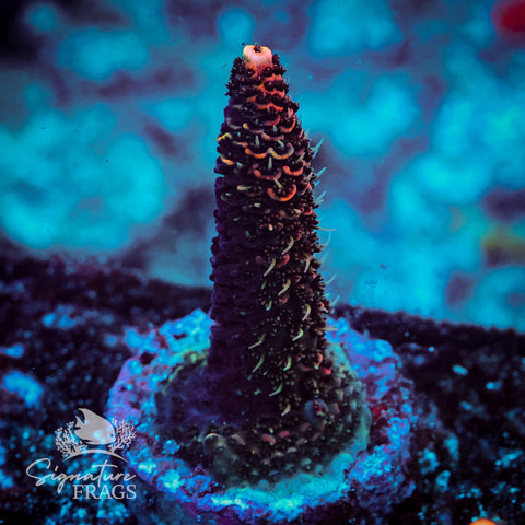 Electric Pink Milli Acropora WYSIWYG frag 4