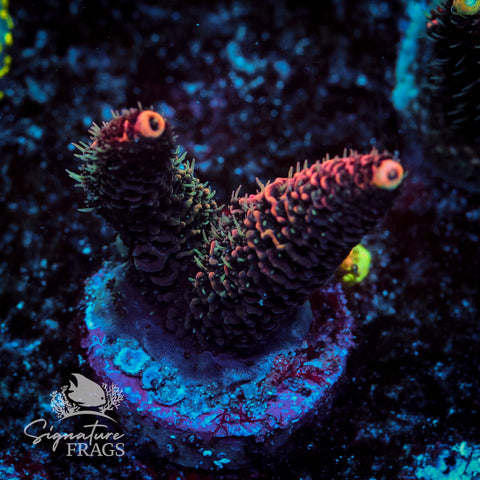 Electric Pink Milli Acropora WYSIWYG frag 5