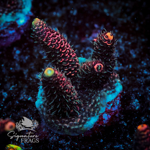 Electric Pink Milli Acropora WYSIWYG frag 6