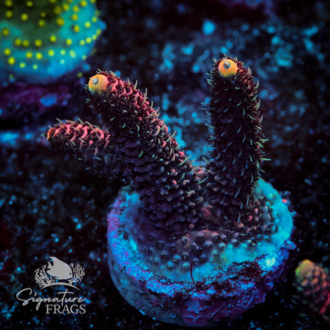 Electric Pink Milli Acropora WYSIWYG frag 7