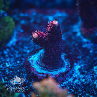 Frag 8