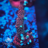 Frag 9