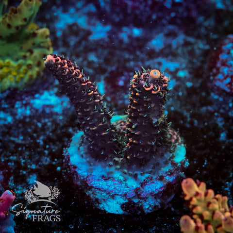 Electric Pink Milli Acropora WYSIWYG frag 9