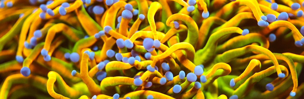 Euphyllia torch coral with golden-yellow and green tentacles and pale blue tips