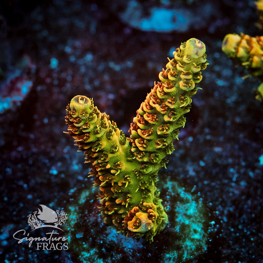 Fire Dancer Acropora WYSIWYG frag 1