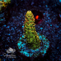 Frag 5