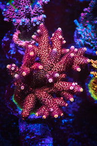 Fire Starter Acropora Coral