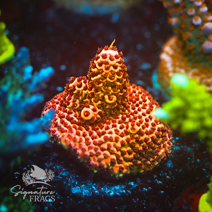 Fire Starter