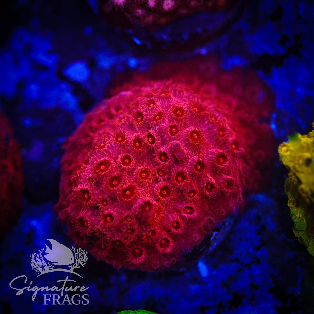Fireball Cyphastrea