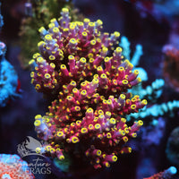 Firecracker Acropora Coral