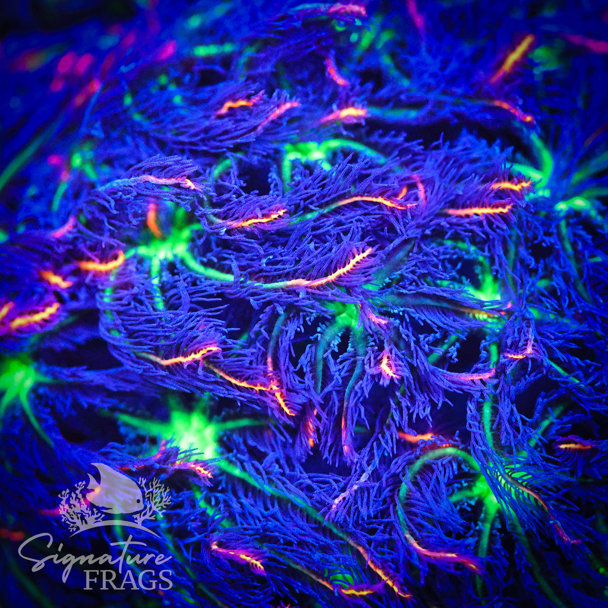 Fireworks Clove Polyps