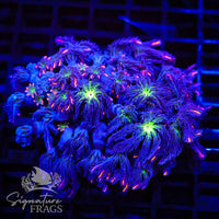 Fireworks Clove Polyps Clavularia