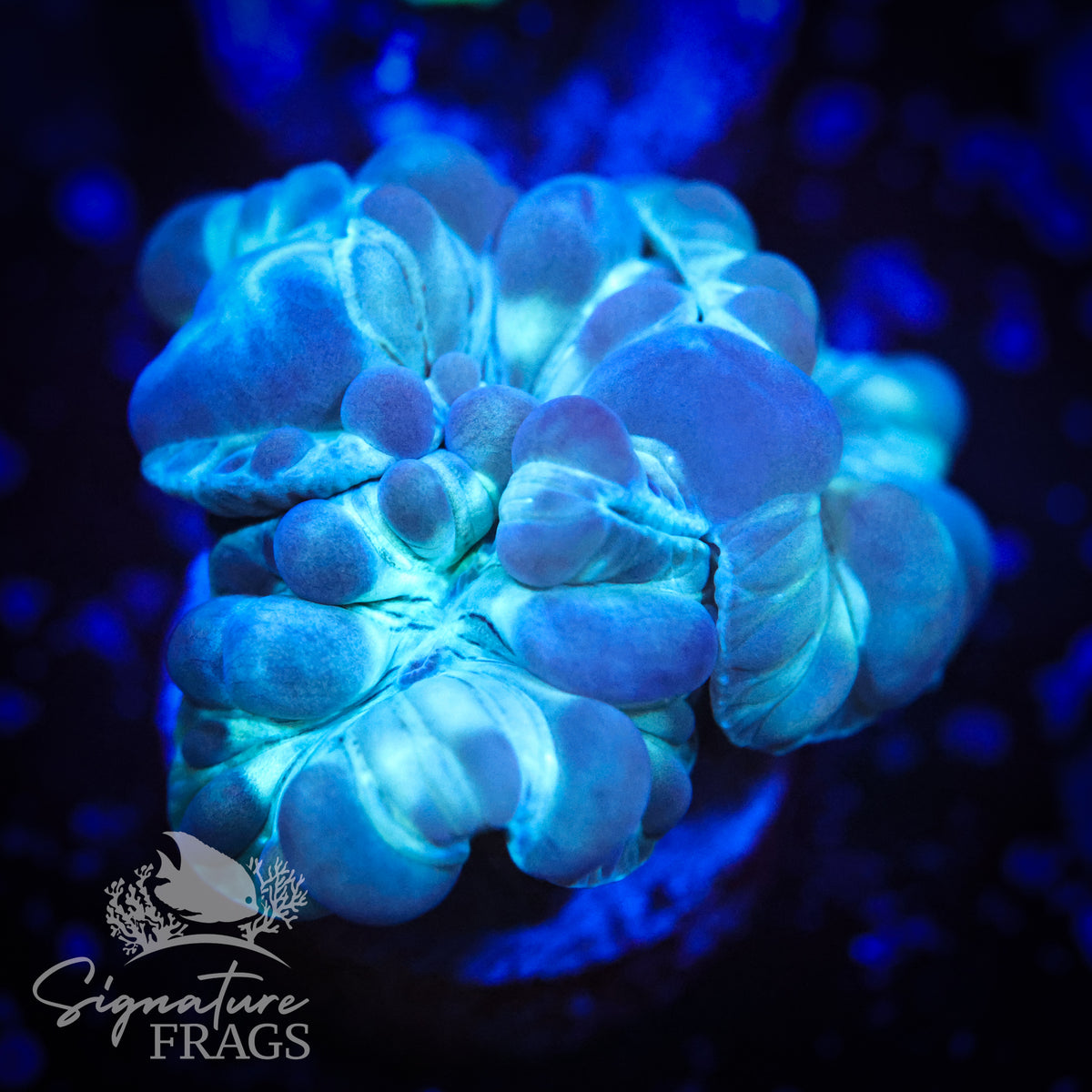 Fox Coral
