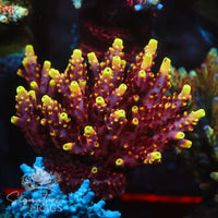 Fox Flame Acropora Coral