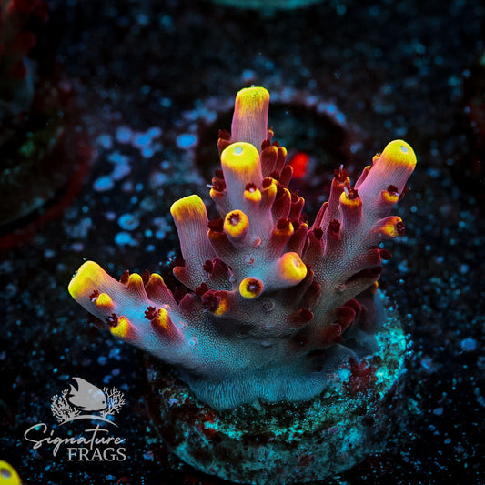 Fox Flame Acropora WYSIWYG frag 1