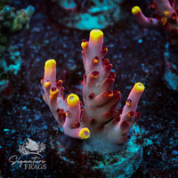 Frag 3