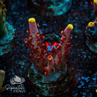 Frag 4