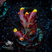 Frag 6