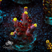 Frag 7