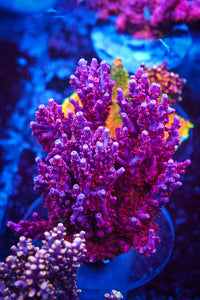 French Tickler Acropora Coral