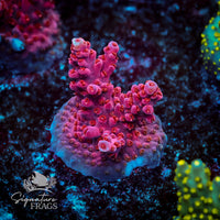 Frag 1