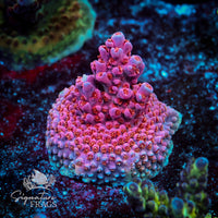 Frag 2