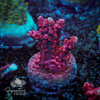 Frag 4