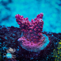 Frag 5