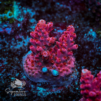 Frag 6