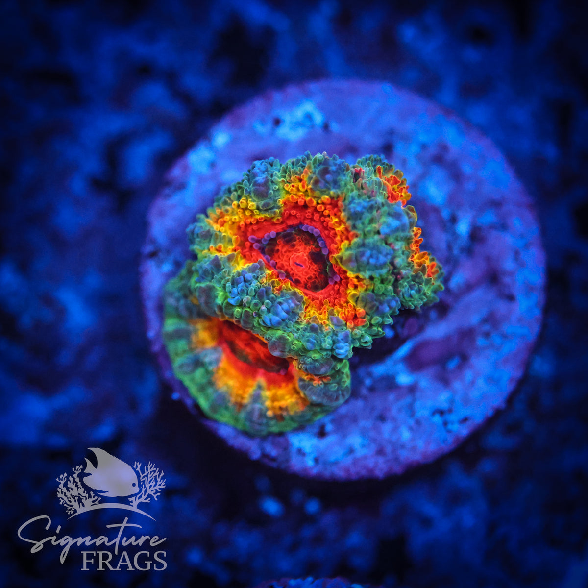 Fresh Prince Rainbow Micromussa Lord (Acan Lord)