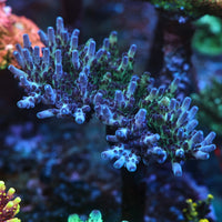 Frostbite Granulosa Acropora Coral