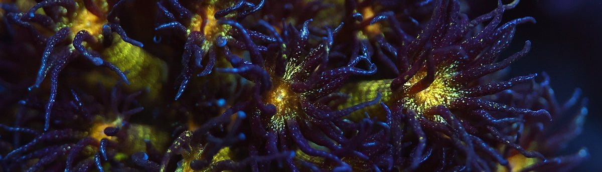 Goniopora polyps with deep purple-blue tentacles and luminous yellow-green centres