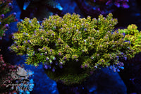 Grape Ape Acropora Coral