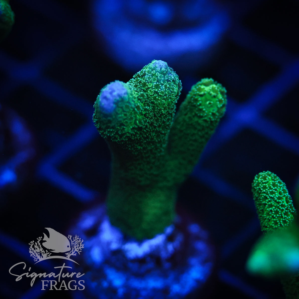 Green Digitata