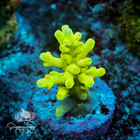 Frag 2