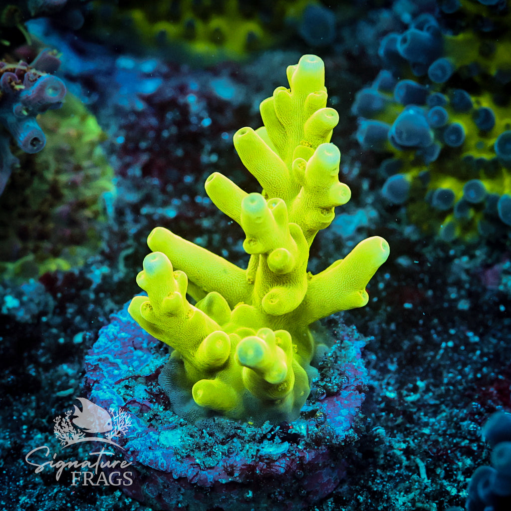 Green Turaki Acropora WYSIWYG frag 2