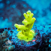 Frag 3