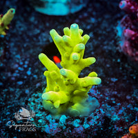 Frag 4