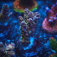 Frag 3